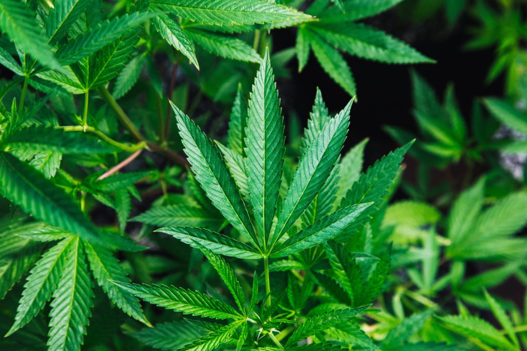 Impact of other States Legalizing Recreational Marijuana in Indiana